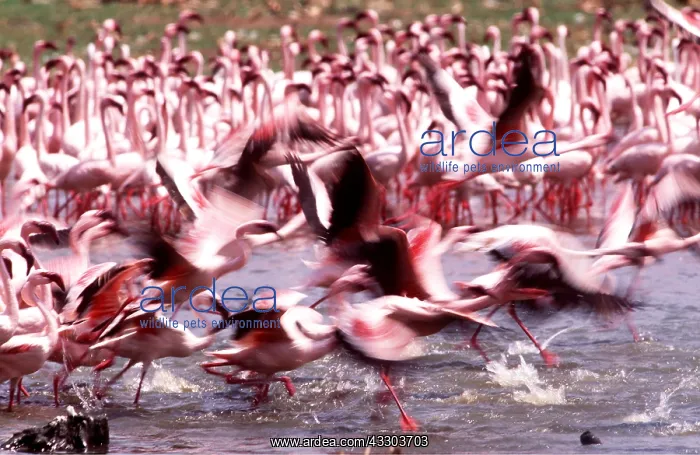  : LESSER FLAMINGOS - taking off