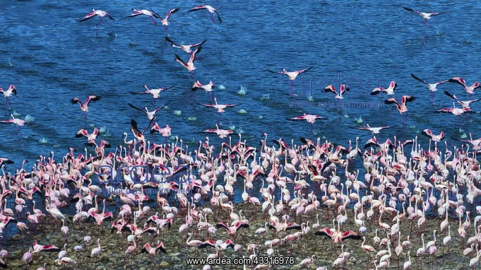 : Lesser Flamingos taking off for a flight from Lake : Lesser Flamingos taking off for a flight from Lake