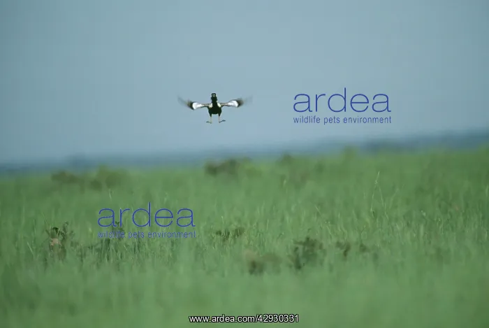 : Lesser Florican - Male breeding season display jump : Lesser Florican - Male breeding season display jump