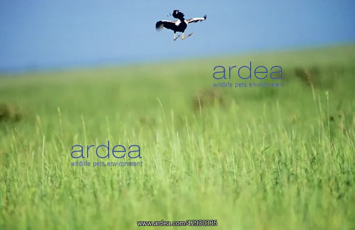 : Lesser Florican - Male, display jumping during : Lesser Florican - Male, display jumping during