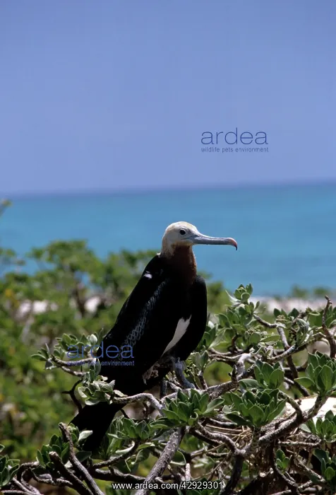 : Lesser Frigatebird : Lesser Frigatebird