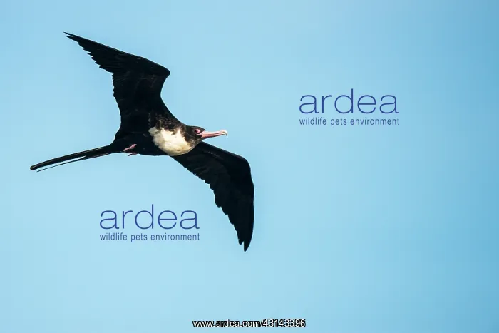: Lesser frigatebird : Lesser frigatebird