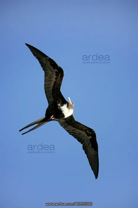 : Lesser Frigatebird - in flight : Lesser Frigatebird - in flight