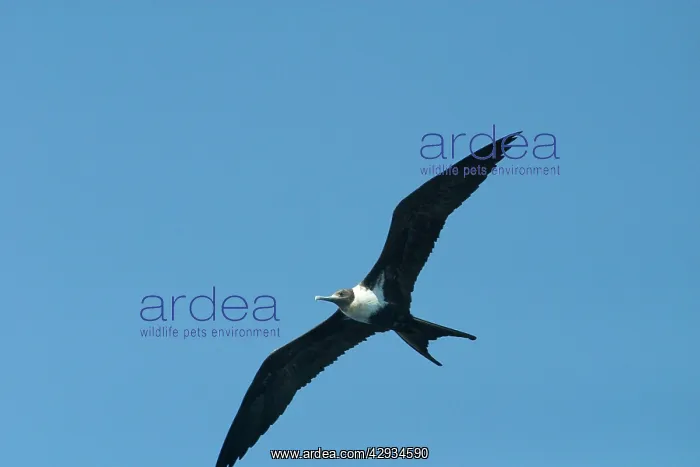 : Lesser Frigatebird - In flight : Lesser Frigatebird - In flight