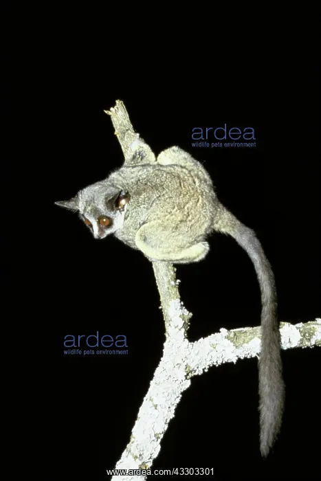 : LESSER GALAGO BUSHBABY : LESSER GALAGO BUSHBABY