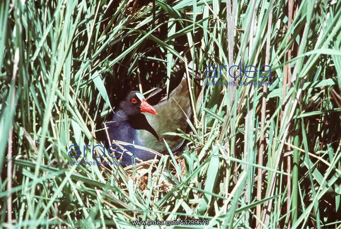 : LESSER GALLINULE - on nest in grass : LESSER GALLINULE - on nest in grass