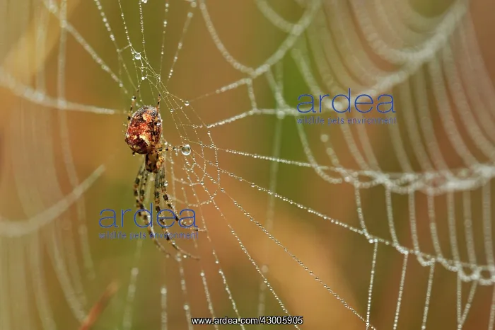 : Lesser Garden Spider in spiderweb covered in dew : Lesser Garden Spider in spiderweb covered in dew