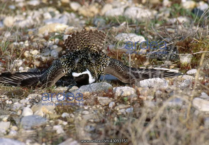 : Lesser Golden Plover : Lesser Golden Plover