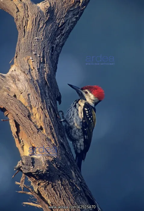 : Lesser Goldenbacked / Golden-backed Woodpecker : Lesser Goldenbacked / Golden-backed Woodpecker