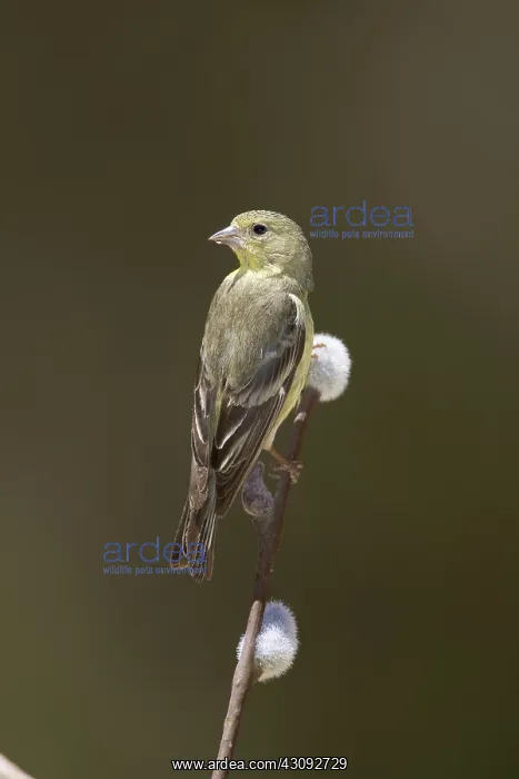 : Lesser Goldfinch : Lesser Goldfinch