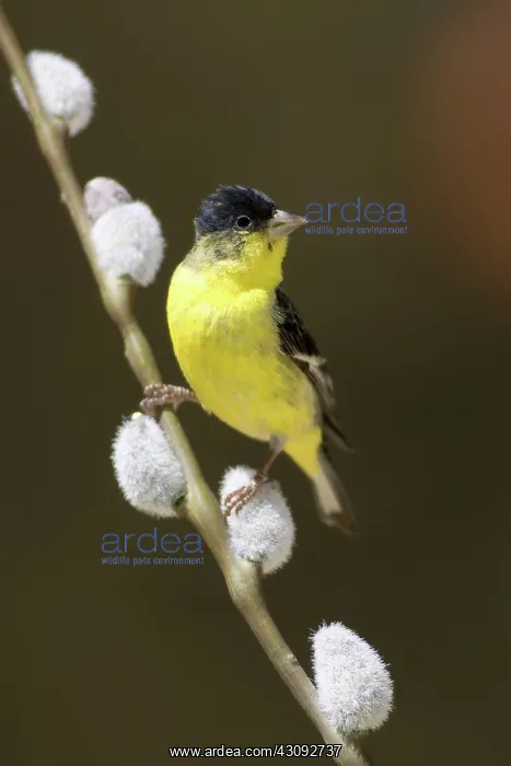 : Lesser Goldfinch : Lesser Goldfinch