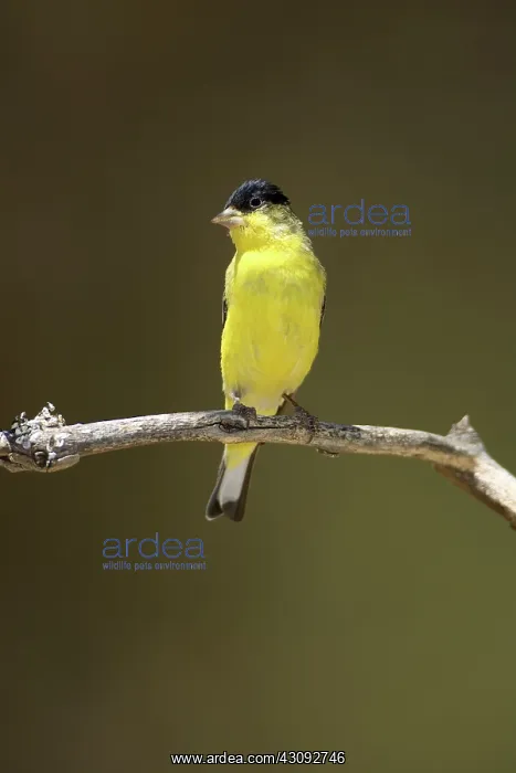  : Lesser Goldfinch
