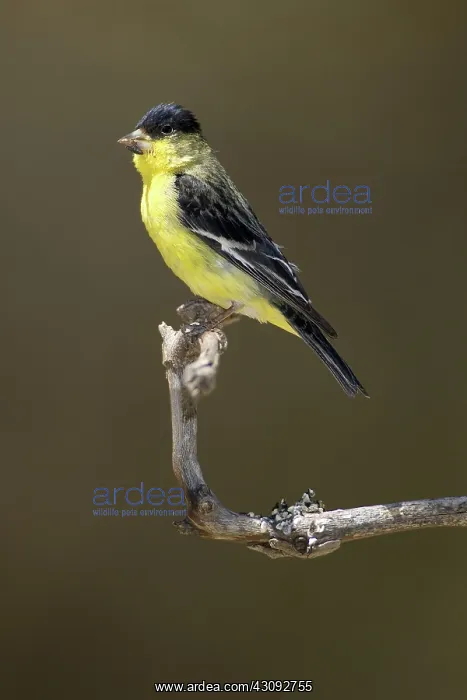 : Lesser Goldfinch : Lesser Goldfinch