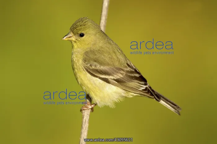  : Lesser Goldfinch