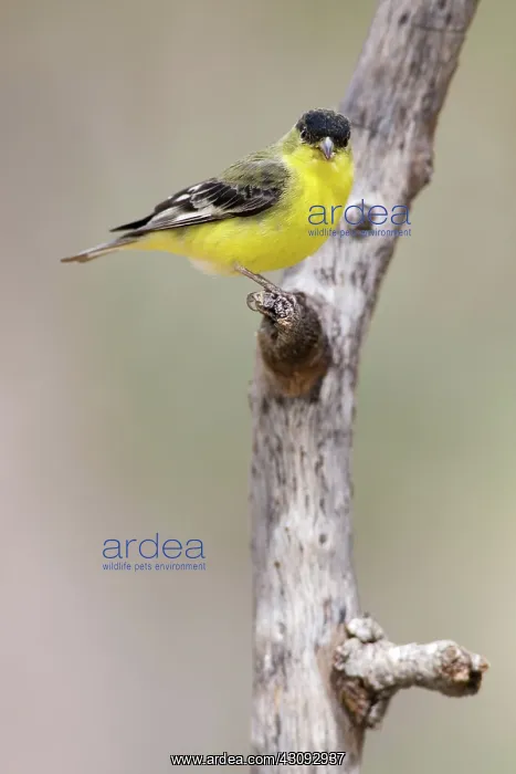 : Lesser Goldfinch (Carduelis psaltria) : Lesser Goldfinch (Carduelis psaltria)