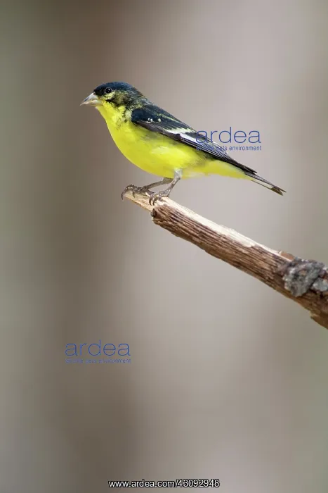 : Lesser Goldfinch (Carduelis psaltria) : Lesser Goldfinch (Carduelis psaltria)