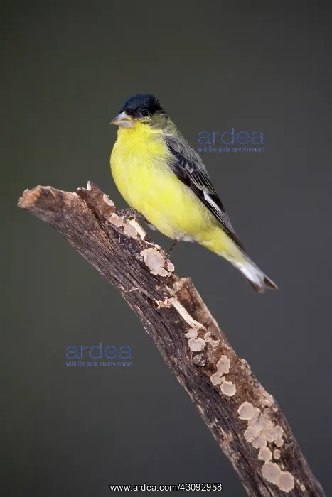 : Lesser Goldfinch (Carduelis psaltria) : Lesser Goldfinch (Carduelis psaltria)