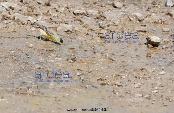 : Lesser goldfinch Drinking : Lesser goldfinch Drinking