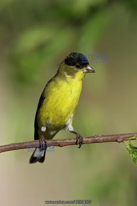 : Lesser Goldfinch - male in molt in southeast Arizona : Lesser Goldfinch - male in molt in southeast Arizona