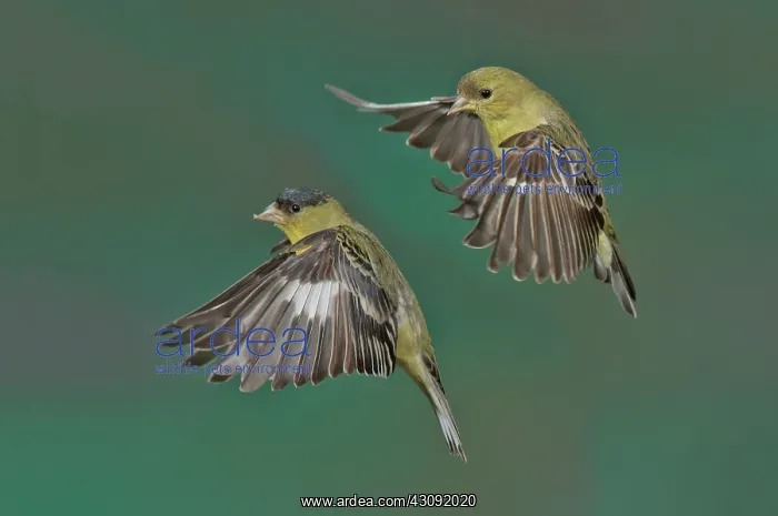 : Lesser Goldfinch Pair in the air : Lesser Goldfinch Pair in the air