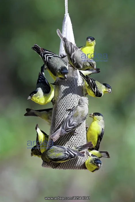 : Lesser Goldfinches - Feeding on niger at garden feeder : Lesser Goldfinches - Feeding on niger at garden feeder