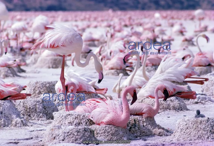  : Lesser and Greater FLAMINGOS - at nest