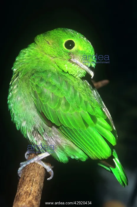 : Lesser Green Broadbill : Lesser Green Broadbill