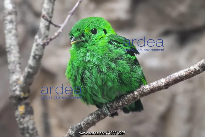 : Lesser green broadbill (Calyptomena viridis) perched : Lesser green broadbill (Calyptomena viridis) perched
