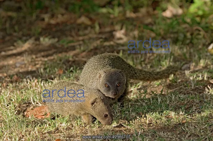 : Lesser Grey Mongoose : Lesser Grey Mongoose