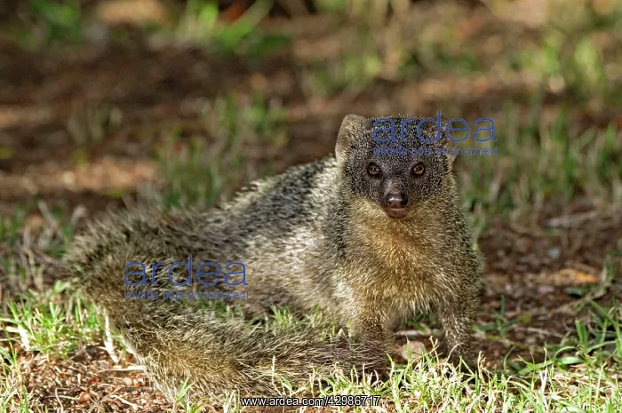 : Lesser Grey Mongoose : Lesser Grey Mongoose