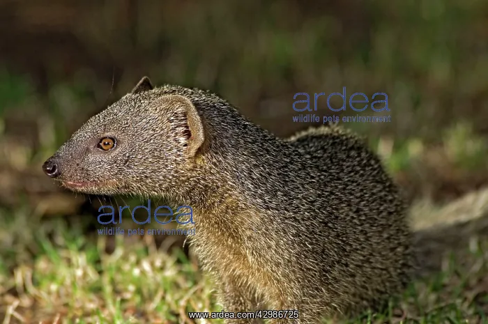 : Lesser Grey Mongoose : Lesser Grey Mongoose