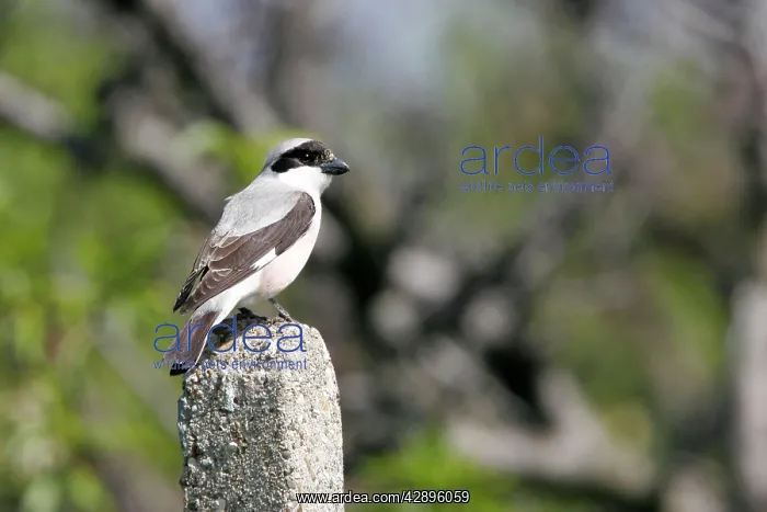 : Lesser Grey Shrike : Lesser Grey Shrike