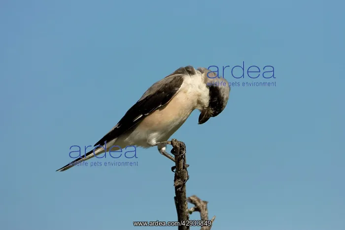 : Lesser Grey Shrike : Lesser Grey Shrike