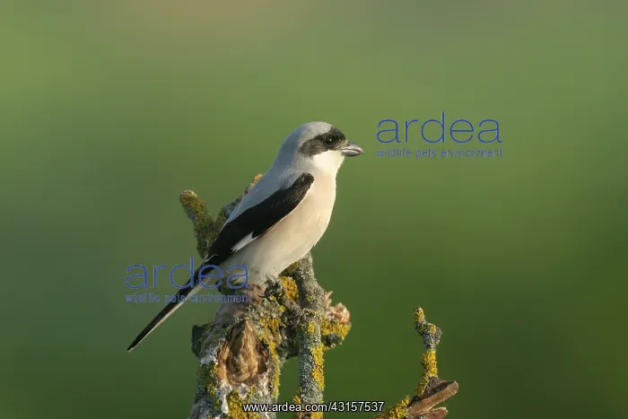 : Lesser Grey Shrike : Lesser Grey Shrike