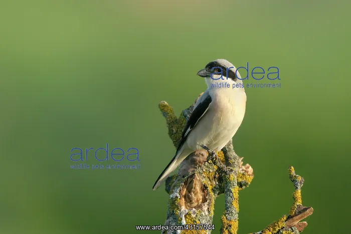 : Lesser Grey Shrike : Lesser Grey Shrike