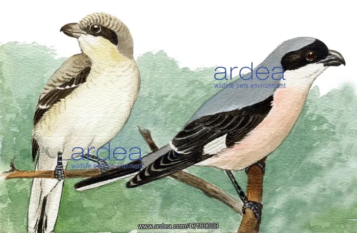 : Lesser Grey Shrike : Lesser Grey Shrike