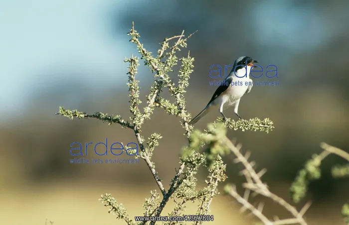 : Lesser Grey SHRIKE - calling : Lesser Grey SHRIKE - calling
