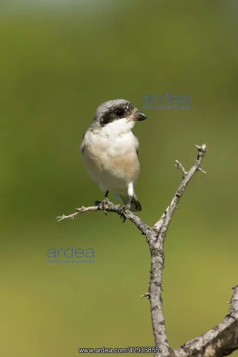  : Lesser Grey Shrike - Looking for food from its perch