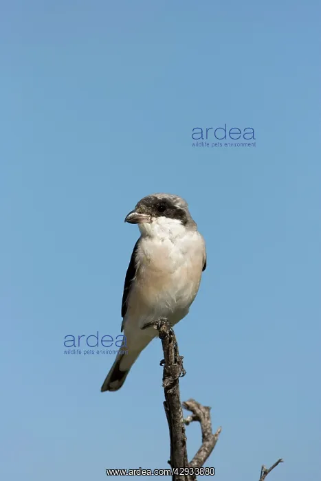 : Lesser Grey Shrike - Sitting on a perch : Lesser Grey Shrike - Sitting on a perch