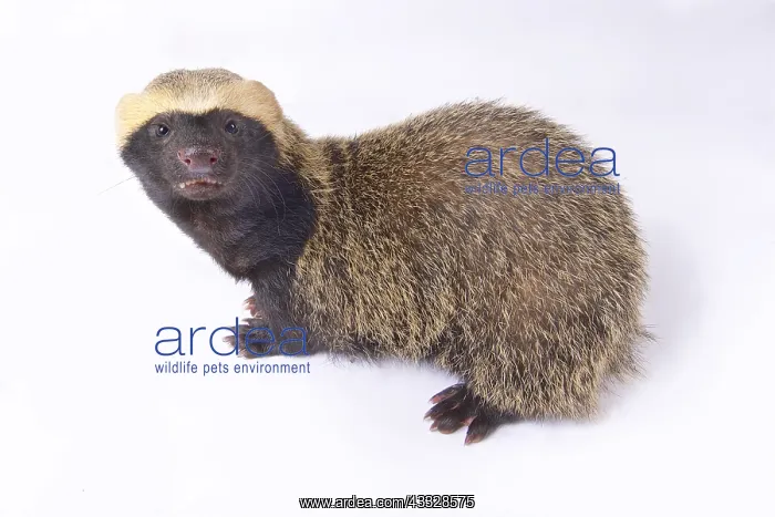 : Lesser grison (Galictis cuja) on white background : Lesser grison (Galictis cuja) on white background