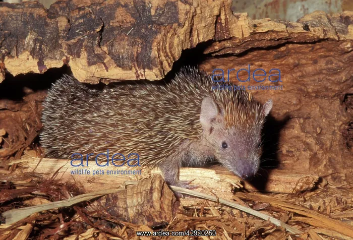: Lesser Hedgehog Tenrec : Lesser Hedgehog Tenrec