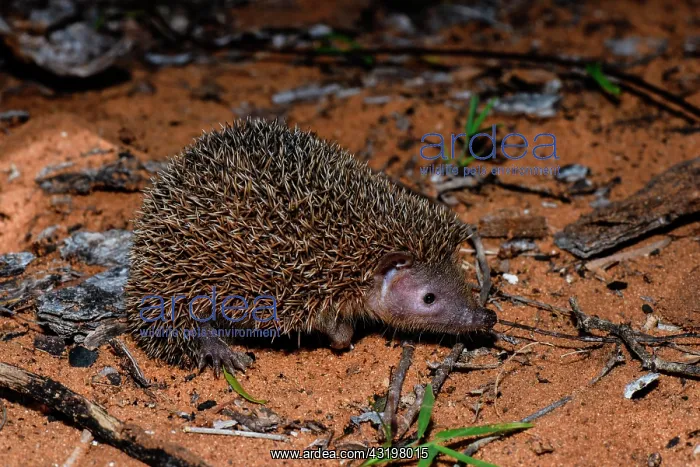 : Lesser hedgehog tenrec (Echinops telfairi), Reniala : Lesser hedgehog tenrec (Echinops telfairi), Reniala
