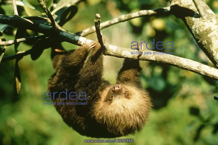 : Lesser hedgehog tenrec (Echinops telfairi) from : Lesser hedgehog tenrec (Echinops telfairi) from