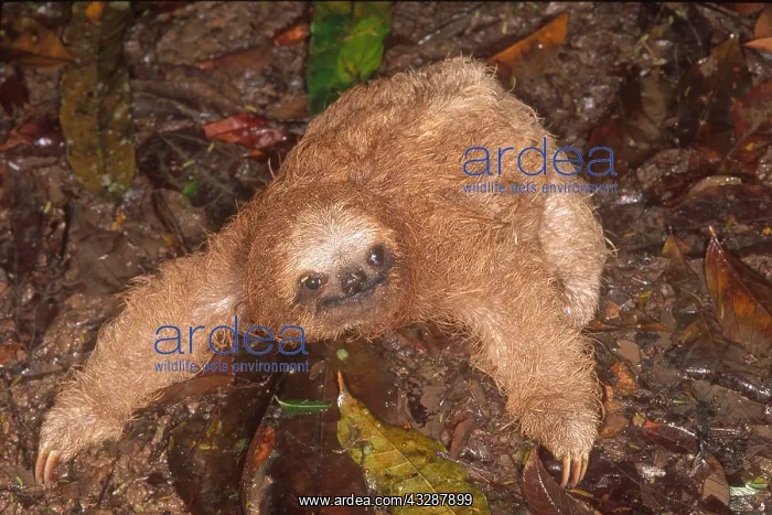 : Lesser hedgehog tenrec (Echinops telfairi) from : Lesser hedgehog tenrec (Echinops telfairi) from