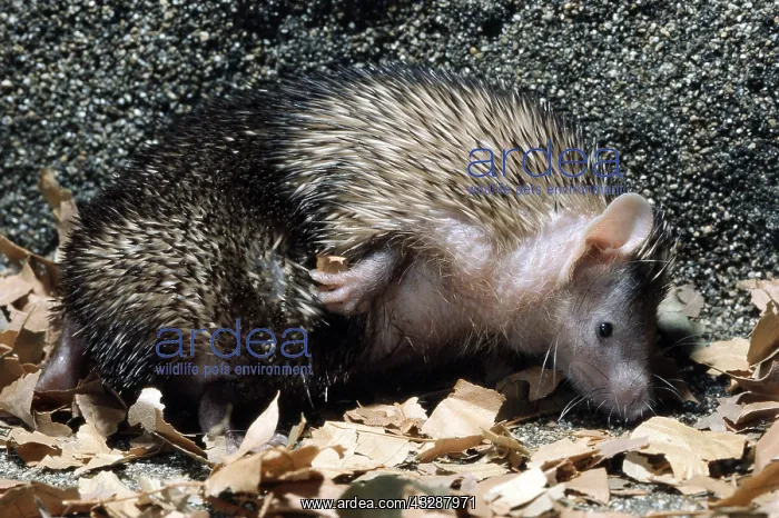: Lesser Hedgehog Tenrec (Echinops telfairi). Madagascar : Lesser Hedgehog Tenrec (Echinops telfairi). Madagascar