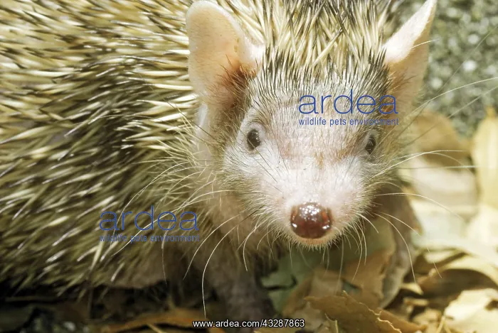 : Lesser hedgehog tenrec (Echinops telfairi) from Madagascar : Lesser hedgehog tenrec (Echinops telfairi) from Madagascar