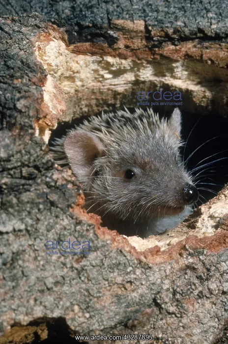 : Lesser hedgehog tenrec (Echinops telfairi) from Madagascar : Lesser hedgehog tenrec (Echinops telfairi) from Madagascar