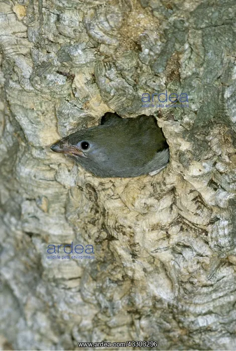 : LESSER HONEYGUIDE - Young bird about to fledge from : LESSER HONEYGUIDE - Young bird about to fledge from