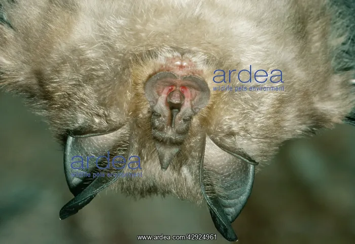 : Lesser Horseshoe Bat - close-up : Lesser Horseshoe Bat - close-up