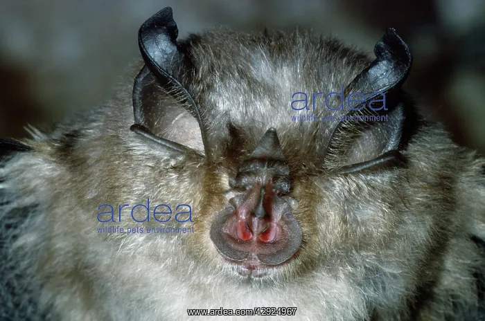: LESSER HORSESHOE BAT - close-up of face : LESSER HORSESHOE BAT - close-up of face